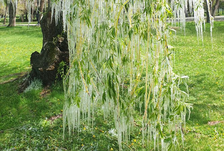 Erzurum’da Mayıs Ortasında Yeşil Ağaçlar Buz Tuttu