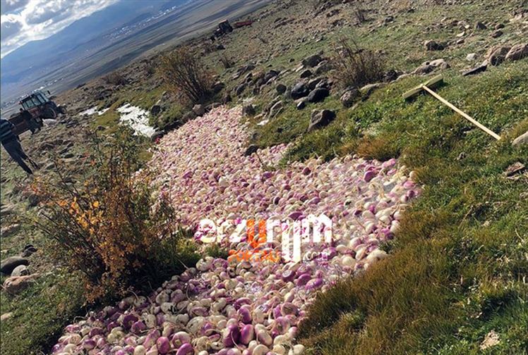 Şalgam