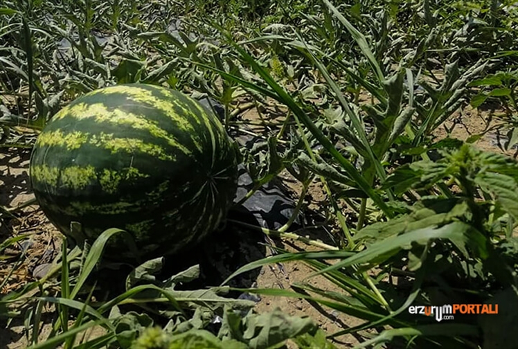 Uzundere Kavun Karpuz'u Hasad Edilmeye Başlandı