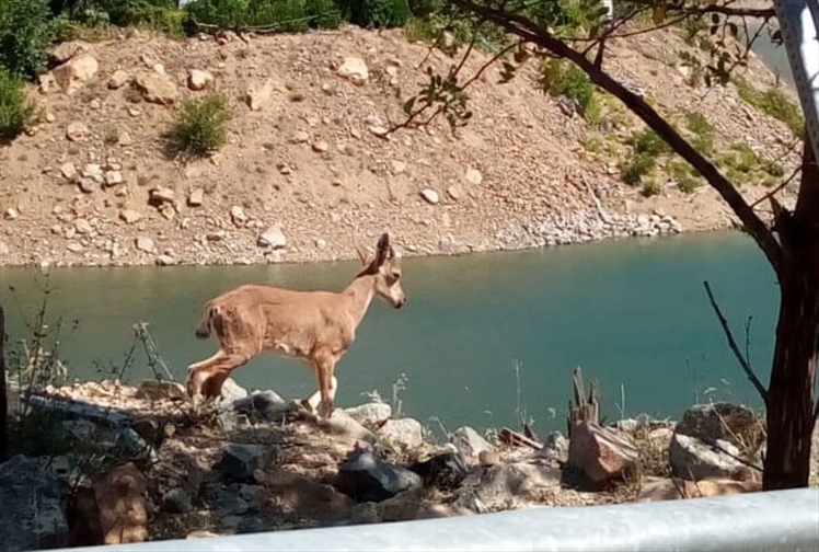 Erzurum İspir Garmirik Köyü Doğa Dağ Keçisi