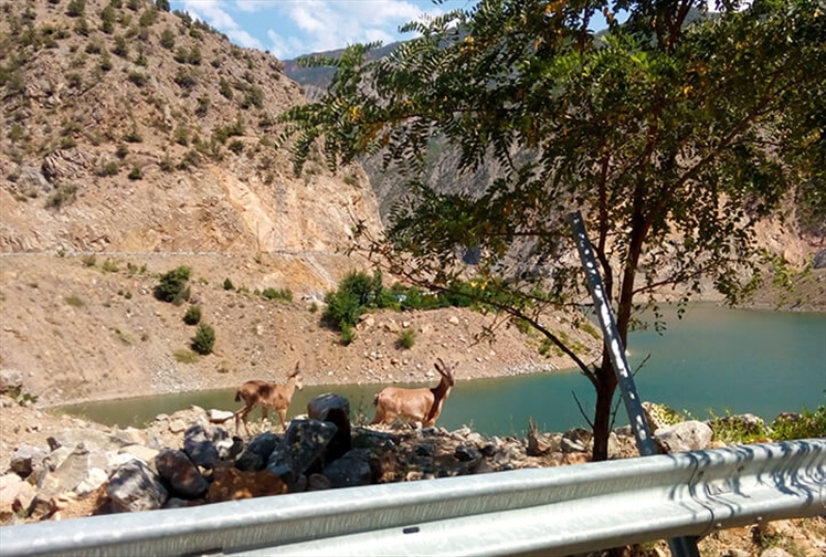 İspir Garmirik Köyü Dağ Keçileri 