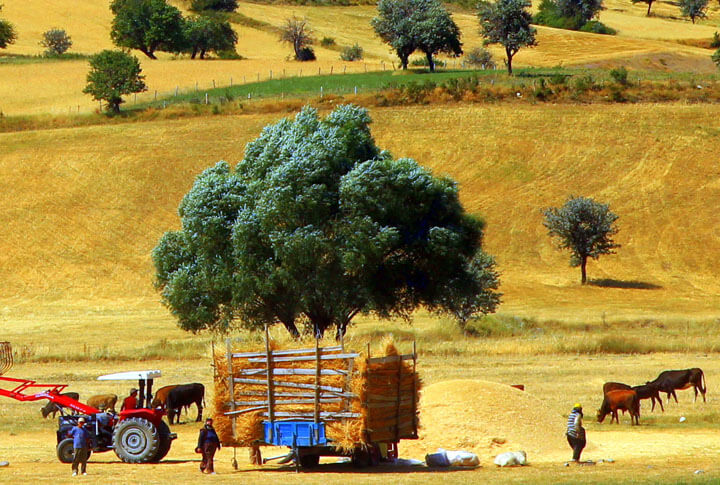 Erzurum'da En Çok Üretilen Tarım Ürünleri İçerisinde İlk 4 Ürün