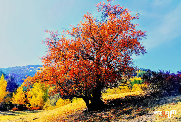 Erzurumdan Sonbahar Manzaraları