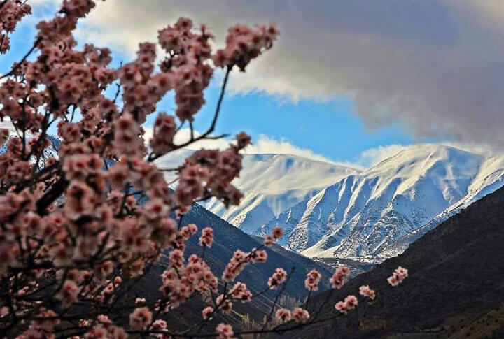 Erzurumun Bir Yanında Ağaçlar Çiçek Açarken Diğer Yanı Karlar Altında!