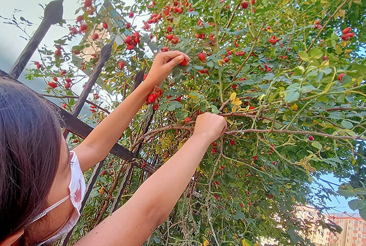 Erzurum'da Dağ Taş Kuşburnu! Peki Faydaları Neler?