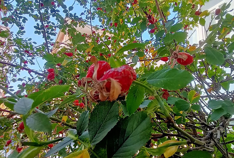 Erzurum Kuşburnu