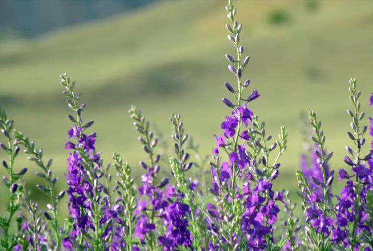 Erzurum'da Yüksek Rakımda Yetişen Lavantalar