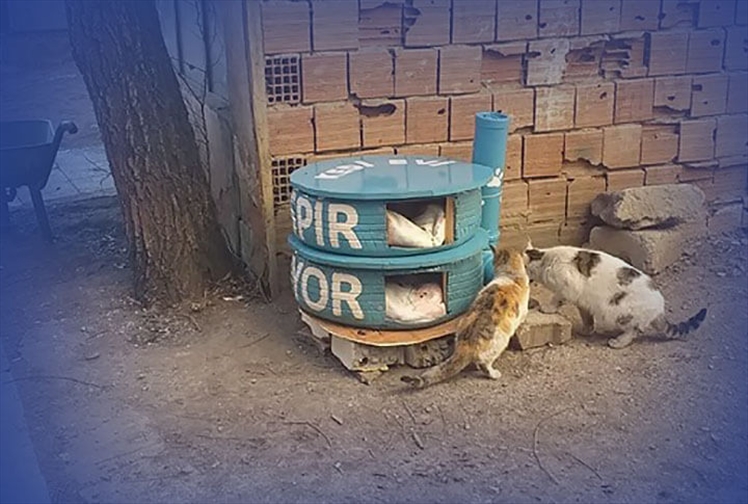 İspir'de, sokak hayvanları için örnek proje
