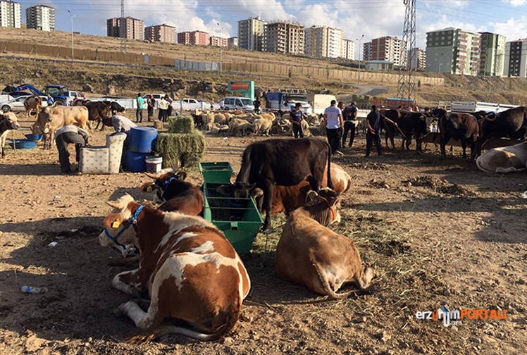 Erzurum'da Kurban Satış Noktaları!
