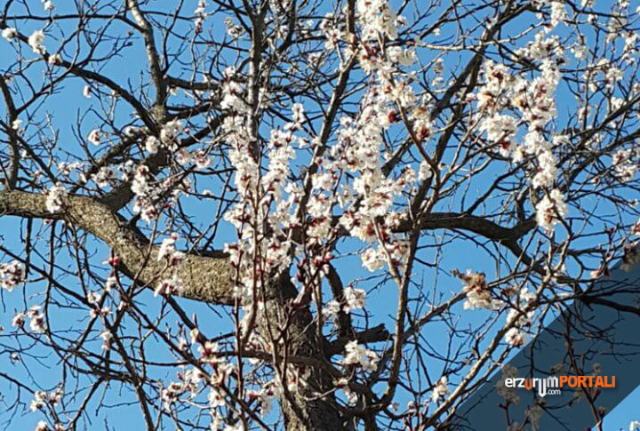 Erzurum'a Bahar Geldi, Ağaçlar Çiçek Açtı