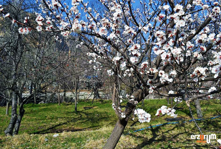 Erzurum'da Bahar