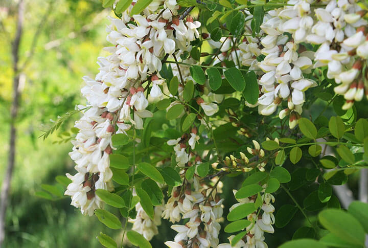 erzurum akasya çiçeği