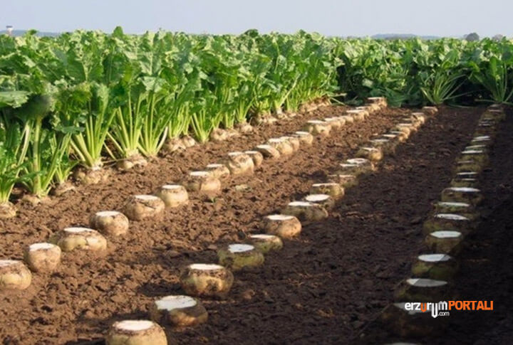 Erzurum'da En Çok Üretilen Tarım Ürünler